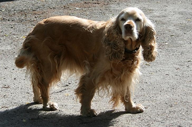 Blanding af racer ROCKERSPANIEL COCK-PIT  - Hader at stå her.... billede 2