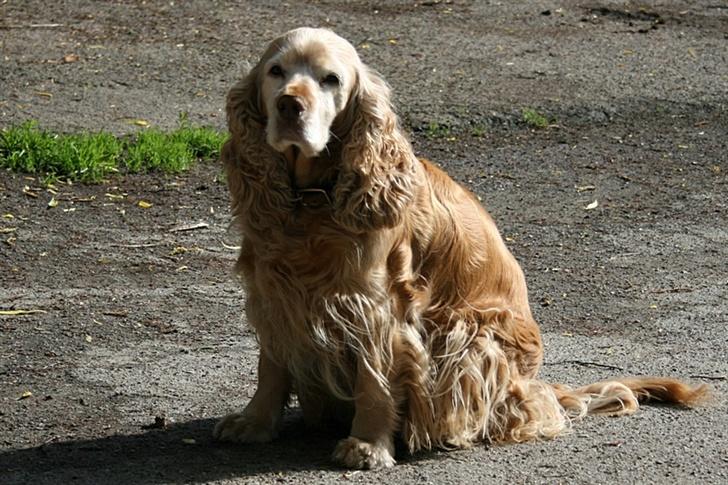 Blanding af racer ROCKERSPANIEL COCK-PIT  - Og sidde? Keeeeeeeeedeligt altså.. billede 3