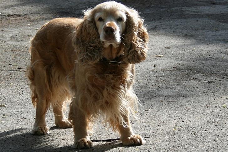 Blanding af racer ROCKERSPANIEL COCK-PIT  - SÅ! Nu tror jeg der sker noget ??? billede 4