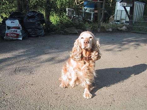 Blanding af racer ROCKERSPANIEL COCK-PIT  - Trine 2005 billede 5