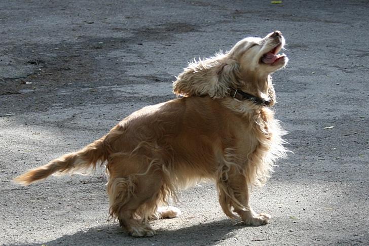 Blanding af racer ROCKERSPANIEL COCK-PIT  - Peeeeeeew jeg kan Jappe  billede 6