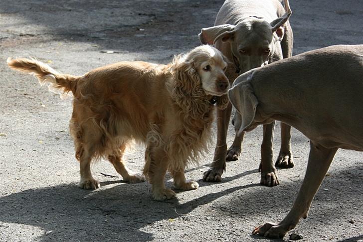Blanding af racer ROCKERSPANIEL COCK-PIT  - Har vi nogle skumle planer for? Piiist... jeg tror der er nogen der glor på os!! billede 7