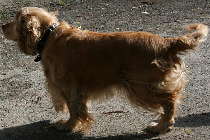 Blanding af racer ROCKERSPANIEL COCK-PIT  - Må heller forsvinde billede 8