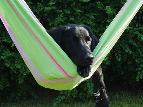 Labrador retriever Mon Cherié - Her ligger hun og slapper af i hængekøgen. billede 9