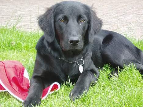 Labrador retriever Mon Cherié - Her er hun i haven... billede 10