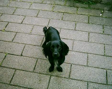 Blanding af racer Freddy billede 1