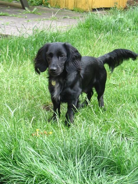 Blanding af racer Freddy billede 2