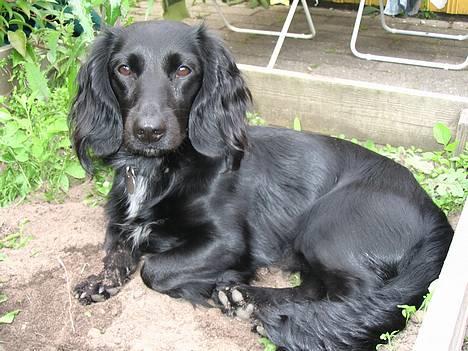 Blanding af racer Freddy billede 5