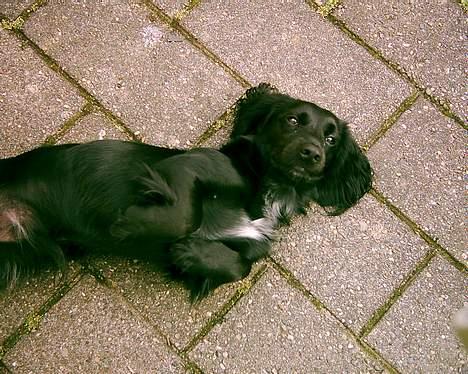 Blanding af racer Freddy billede 6