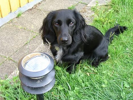 Blanding af racer Freddy billede 7