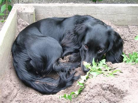 Blanding af racer Freddy billede 8