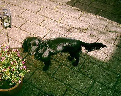 Blanding af racer Freddy billede 9