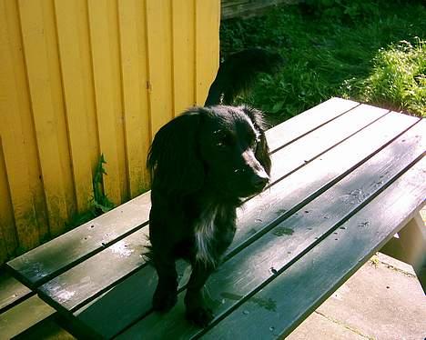 Blanding af racer Freddy billede 4