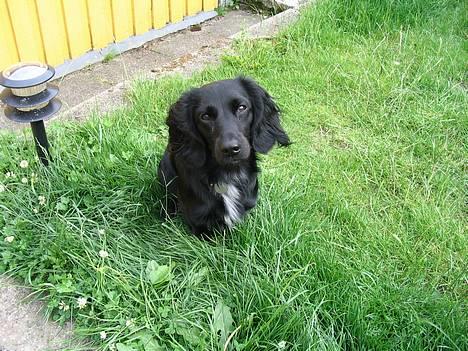 Blanding af racer Freddy billede 3