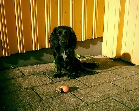 Blanding af racer Freddy billede 10