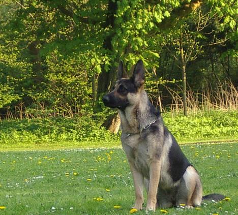 Schæferhund Milla - Hvad skal jeg nu gøre for at få noget.... billede 6