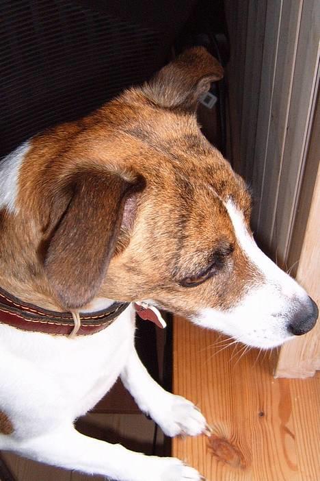 Dansk svensk gaardhund Sitta billede 6