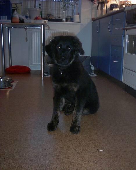 Blanding af racer Baloo billede 2