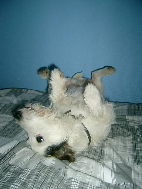 Jack russell terrier Plet † R.I.P. † billede 4