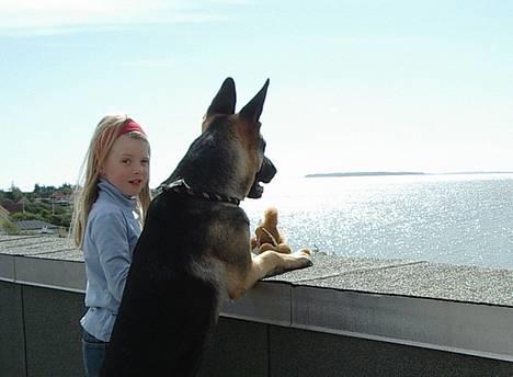 Schæferhund Milla - hejsa! billede 7