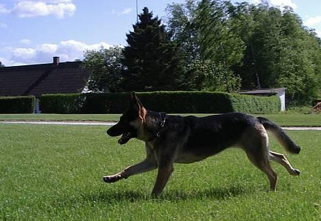 Schæferhund Milla - jeg er meeeget hurtig billede 8