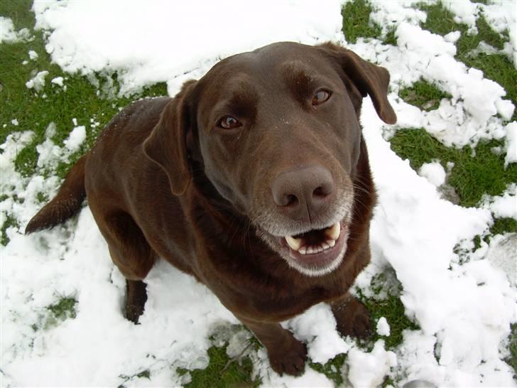 Labrador retriever Tenna - Dejlige Tenna (: billede 1