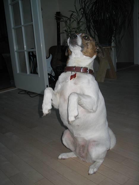 Dansk svensk gaardhund Sitta billede 8