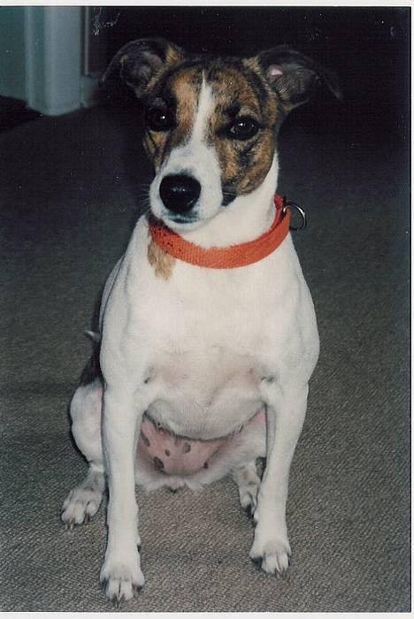 Dansk svensk gaardhund Sitta billede 10