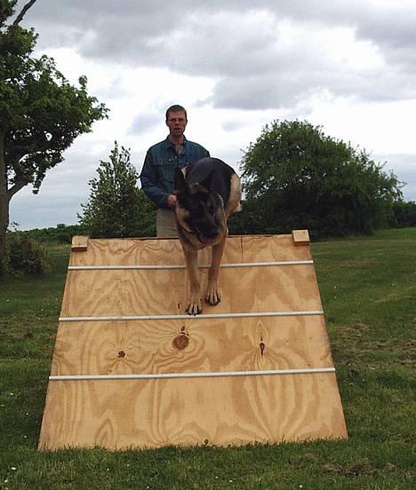 Schæferhund Milla - Milla spring billede 9