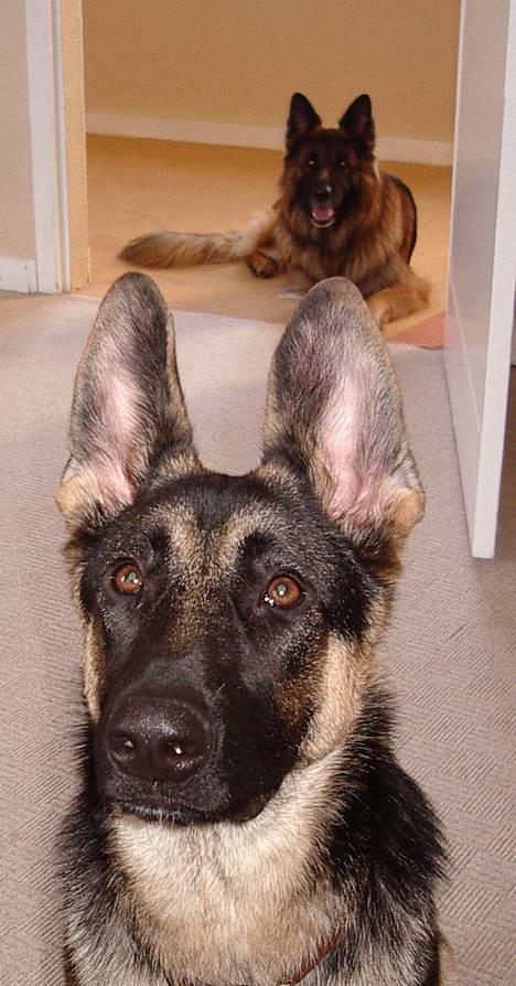 Schæferhund Milla - okay - nu har jeg styr på samson - skal vi ud å tisse nu? billede 10