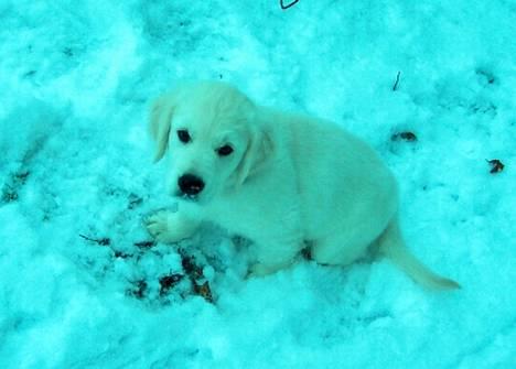 Golden retriever Indy billede 5