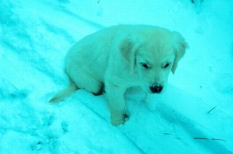 Golden retriever Indy billede 7