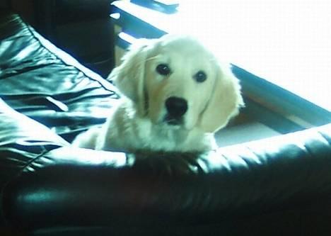 Golden retriever Indy billede 6