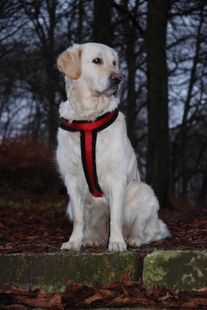 Golden retriever Joy billede 1