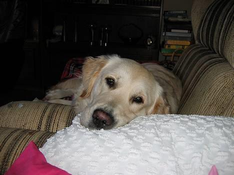 Golden retriever Joy billede 2