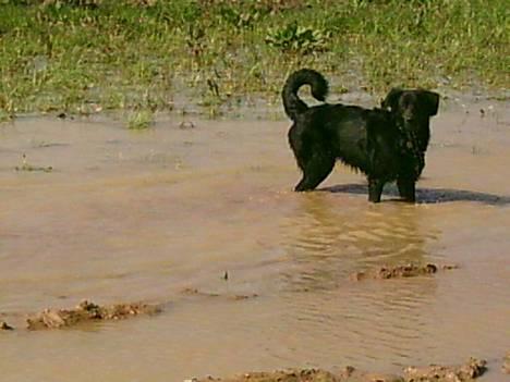 Blanding af racer Baloo - Vil du ikke med ud og bade ?? billede 3
