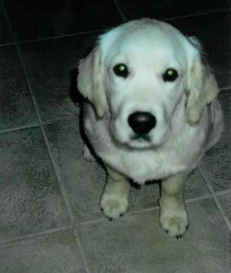 Golden retriever Leregårdens Unusual Uwe  - det var ikke mig der gjore noget billede 1