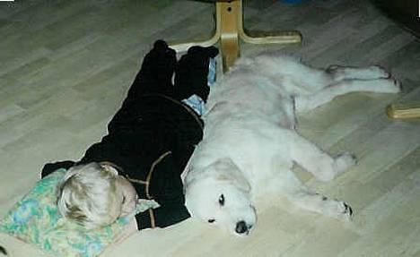 Golden retriever Leregårdens Unusual Uwe  billede 2