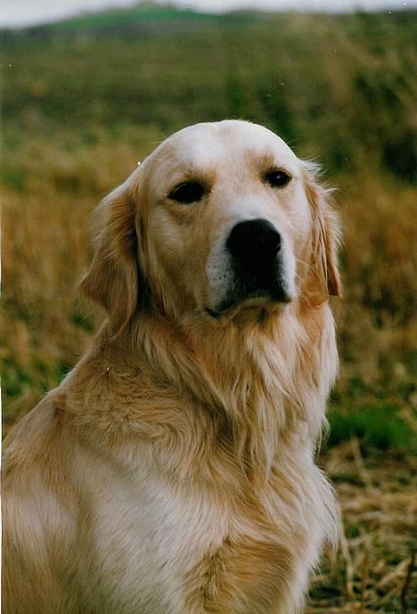 Golden retriever Leregårdens Luck  - Det her billede er mit ynglings billede af Luck  billede 1