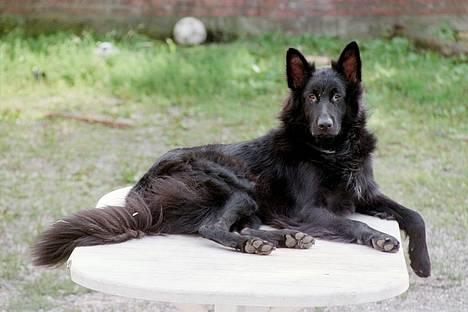 Blanding af racer Pjevse billede 1