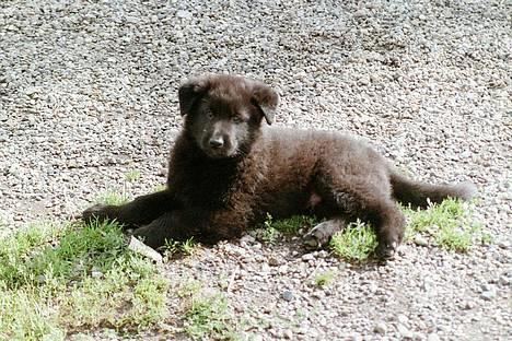 Blanding af racer Pjevse billede 4