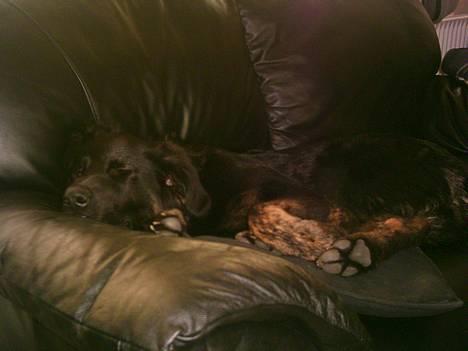 Blanding af racer Baloo - Tager lige en lur på sofaen billede 4