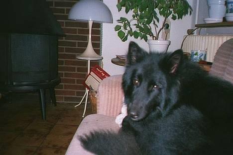 Groenendael Si Stells Exon billede 1