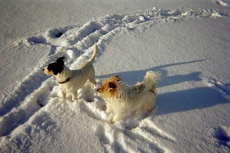 Jack russell terrier Dina - Dina med sin mor Emma. Januar 2004 billede 5