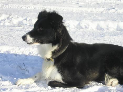 Border collie Eisse's Bold Blackie - Sally i sneen. 14/2-05 billede 1