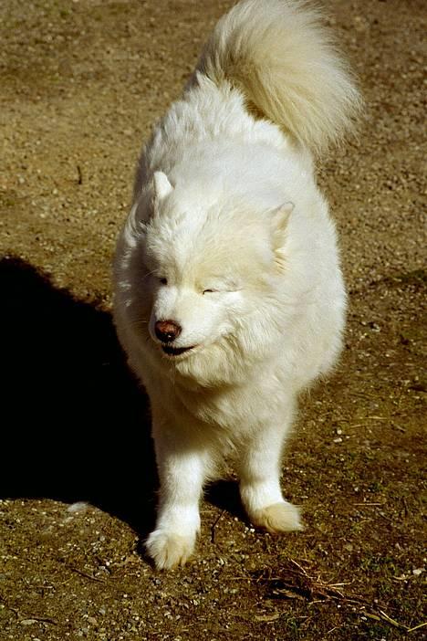 Samojedhund Freja (Dancing Duchess) billede 1