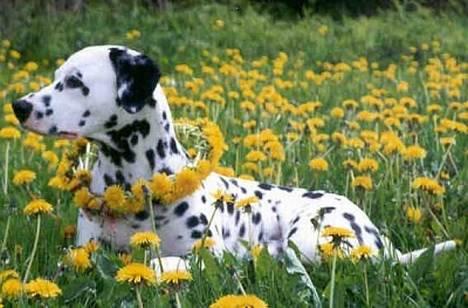 Dalmatiner Rocky (aflivet) - Rocky omkring 3 år.... han var nu en flot hund selvom han ikke var "ren" billede 1