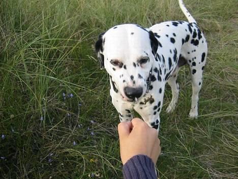 Dalmatiner Rocky (aflivet) - Hvis man plukkede en blomst og viste den til Rocky bed han blomsten af og spyttede den ud igen! billede 2