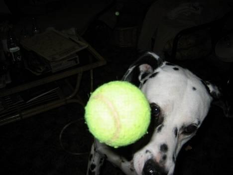Dalmatiner Rocky (aflivet) - Rocky sender en tennisbold direkte tilbage i hovedet (og kameraet) på mig! billede 3