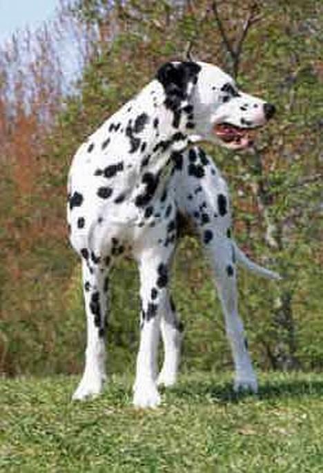 Dalmatiner Rocky (aflivet) billede 4